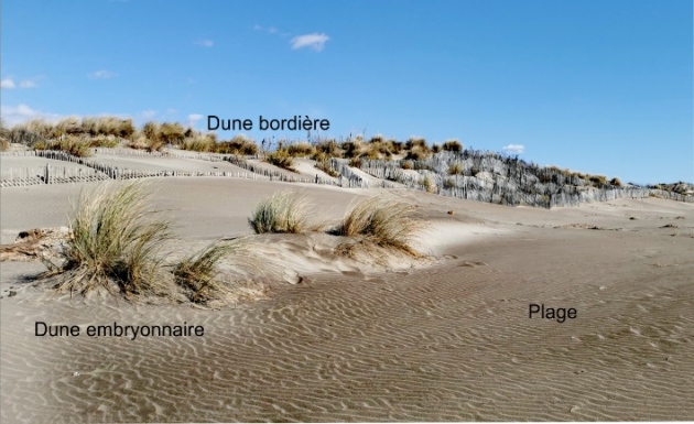 Plage plate avec les dunes embryonnaires qui commencent à monter au pied des dunes bordières.