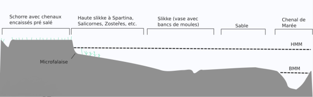 Détail en coupe de la composition d'un schorre : Schorre avec chenaux encaissés pré salé puis Haute slikke à Spartina, Salicornes, Zostères, etc. puis Slikke (avec bancs de moules) puis Sable et enfin de le chenal de marée en caissé