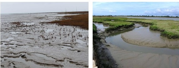 A gauche la slikke est une vasière avec peu de végétation et des flaques d'eau parcheminant la surface. A droite un chenal dont chaque côté est exempt de végétation, celle-ci apparaît quelques centimètres ou mètres après, de l'eau est présente dans le chenal.