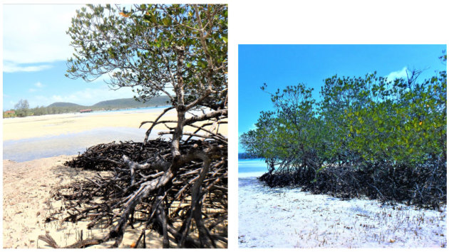 Deux images de mangrove à marée basse, mettant en scène des palétuviers qui poussent au-dessus du niveau de l'eau avec des racines échasses.