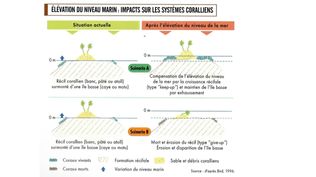 Dans un scénario A il y a la situation actuelle : Un récif corallien (banc, pâté ou atoll) surmonté d'une île basse (caye ou motu) et la situation après l'élévation du niveau de la mer où la compensation de l'élévation du niveau de la mer par la croissance récifale (type "keep-up") et maintien de l'île basse par exhaussement. Dans un scénario B il y a un récif corallien similaire au scénario A en situation actuelle, mais après l'élévation du niveau de la mer il y a mort et érosion du récif (type "give-up") Érosion et disparition de l'île basse.