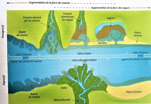 Fonctionnement schématique des différents types d'estuaires des côtes à baies : L'estuaire dominé par les marées, l'estuaire dominé par les vagues et la lagune. Dans les côtes allongées/lobées c'est un Delta avec la plaine alluviale.