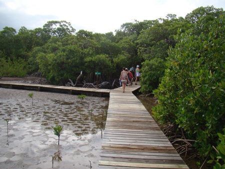 Un ponton de bois circule le long des palétuviers dans la mangrove