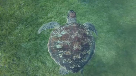 Une tortue marine vue de haut, sous elle des herbiers.