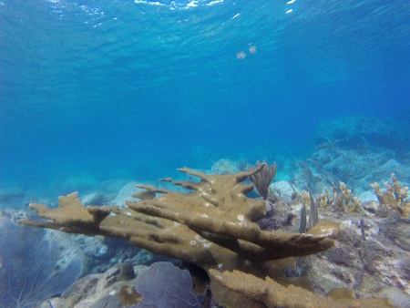 Un corail marron vu en gros plan dans une eau claire.