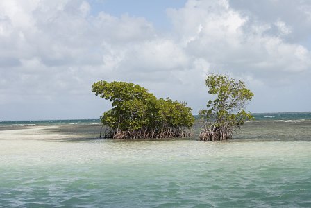 Des palétuviers sur un îlet, leurs racines échasses au dessus de l'eau et leurs coiffures verdoyantes.