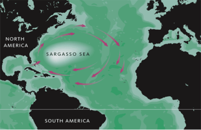 La mer des Sargasses est pr&eacute;sente dans l'oc&eacute;an atlantique au large de la c&ocirc;te Nord-Am&eacute;ricaine et les courants et flux de circulation englobent &eacute;galement la c&ocirc;te Europ&eacute;enne, Africaine et Sud-Am&eacute;ricaine.