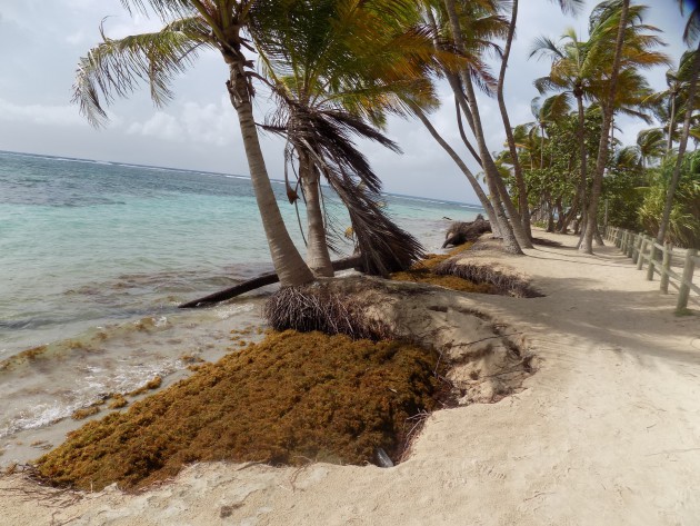 La plage, et dans des creux de la c&ocirc;te s'accumulent des algues brunes au milieu des palmiers.