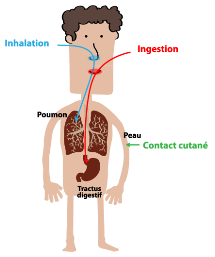 Illustration d'un homme avec l'inhalation/ingestion et le contact cutané comme voies d'absorption desxénobiotiques