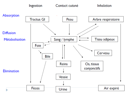 Absorption (Tractus GI - Peau - Arbre respiratoire) Diffusion Métabolisation (Foie - Bile - Sang/Lymphe - Tissu adipeux - Cerveau - Os, tissus conjonctifs - Reins) Élimination (Vessie - Urine - Fèces - Air expiré)