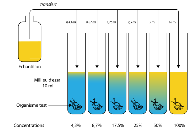 Fonctionnement d'un test écotoxicologique ( 6tubes, le pourcentage d'échantillonnage augmente de 4,3% > 8,7% > 17,5% > 25% > 50% > 100 %