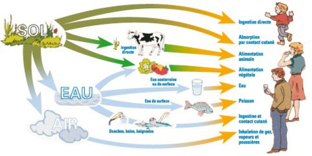 Schéma conceptuel général d'exposition des personnes à un site pollué | Sol à l'ingestion directe ; du sol à l'absorption par contact cutané ; du sol à l'ingestion directe par l'animal à l'alimentation animale ; du sol à l'ingestion directe par les vegetaux à l'alimentation végétale ; du sol à l'eau aux eaux souterraines ou de surface à l'eau ; du sol