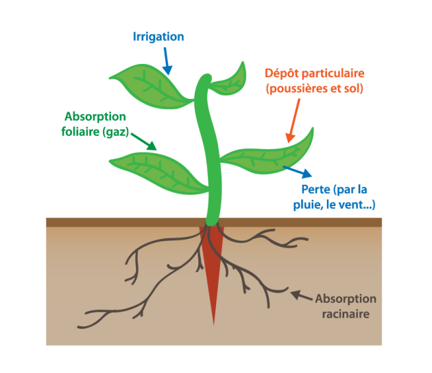 Facteurs de transfert sol-plante (Irrigation/Absorption foliaire/Dépôt particulaire (poussières et sol)/Pertes (par le vent, pluie...)/Absorption racinaire.