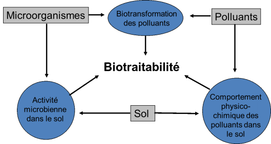 Microorganismes &rarr; Biotransformation des polluants &rarr; Biotraitabilit&eacute;. Polluants &rarr; Biotransformation des polluants &rarr; Biotraitabilit&eacute;. Polluants &rarr; Comportement physico-chimique des polluants dans le sol &rarr; Biotraitabilit&eacute;. Microorganismes &rarr; Activit&eacute; microbienne dans le sol &rarr; Biotraitabilit&eacute;.