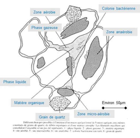 Zone a&eacute;robie, Phase gazeuse, Colonie bact&eacute;rienne, Zone ana&eacute;robie, Phase liquide, Mati&egrave;re organique, Grain de quartz, Zone micro-a&eacute;robie.
