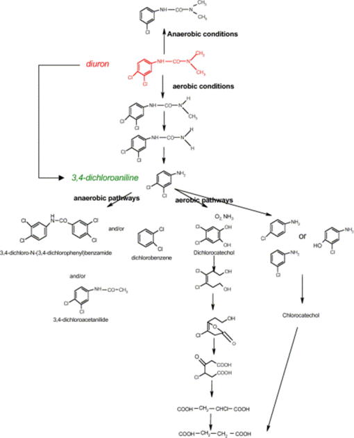 Le 3,4 dichloroaniline, m&eacute;tabolite de d&eacute;gradation, peut &ecirc;tre plus de 100 fois plus toxique que le diuron (sur la base d'un choix de tests &eacute;cotoxicologiques). Pour aboutir &agrave; la d&eacute;gradation compl&egrave;te du diuron, plusieurs microorganismes doivent intervenir simultan&eacute;ment ou s&eacute;quentiellement.
