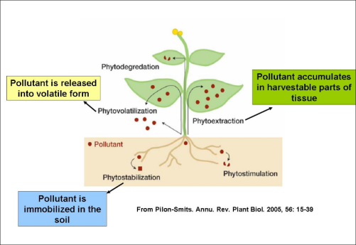 Une plante avec "Pollutant is released into volatile form"&nbsp;; "pollutant accumulates in harvestable parts of tissue"&nbsp;; "Pollutant is immobilized in the soil"