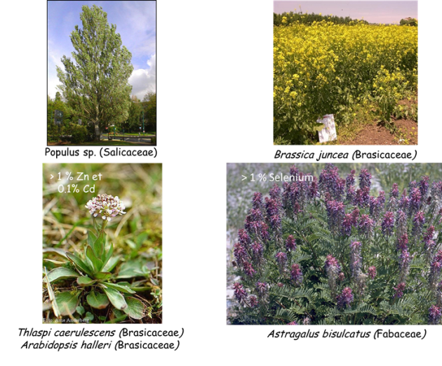 photos de plantes "populus sp." Brassica juncea"&nbsp;; "Thlaspi caerulescens"&nbsp;; "Astragalus bisulcatus"