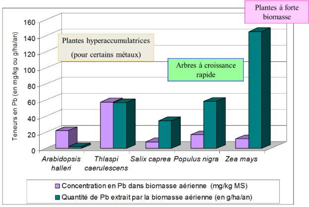 Histogramme de la Concentration en Pb dans biomasse a&eacute;rienne et Quantit&eacute; de Pb extrait par la biomasse a&eacute;rienne. Thlaspi caerulescens est une plante hyperaccumulatrice. Salix caprea et Populus nigra sont des arbres &agrave; croissance rapide. Zea mays est une plante a force biomasse.