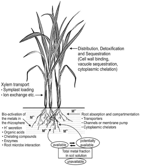 Plan de coupe d'une plante. Feuilles=Distribution, d&eacute;toxification and sequestration (cell wall binding, vacuole sequestration, cytoplasmic chelation).Pied=Xylem transport, symplast loading, Ion exchange etc. Racines Bio-activation of the metals in the rhizosphere, H+ secretion, Organic acids, Chelating compounds, Enzymes, Root microbe interaction. Root absorption and compartmentation, transporters, channels or membrane pump, Cytoplasmic chelators.