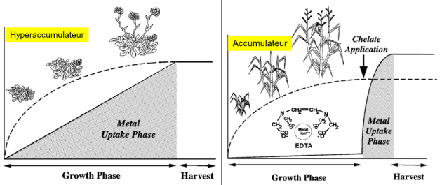 Principe de la phytoextraction &agrave; l'aide 1/ d'une plante hyperaccumulatrice, qui monte en courbe progressive. 2/ d'une plante accumulatrice coupl&eacute;e &agrave; l'ajout d'un ch&eacute;latant qui montre une courbe plate jusqu'a application du Ch&eacute;latant qui fait grimper la courbe subitement.