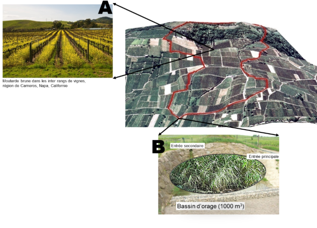 Photo d'un bassin versan viticole et deux clich&eacute;s "zoom" l'un sur un bassin d'orage, l'autre de moutarde brune dans les inter rangs de vignes.