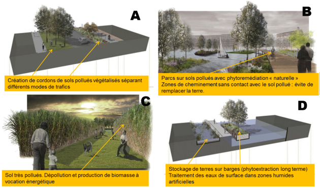 4 propositions d'int&eacute;gration des sols pollu&eacute;s en phytorem&eacute;diation, dans une ancienne zone industrielle &agrave; Amsterdam. 1-Cr&eacute;ation de cordons de sols pollu&eacute;s v&eacute;g&eacute;talis&eacute;s s&eacute;parant diff&eacute;rents modes de trafics&nbsp;; 2-Parcs sur sols pollu&eacute;s avec phytorem&eacute;diation "naturelle" Zones de cheminement sans contact avec le sol pollu&eacute;&nbsp;: &eacute;vite de remplacer la terre&nbsp;; 3-Sol tr&egrave;s pollu&eacute;s. D&eacute;pollution et production de biomasse &agrave; vocation &eacute;nerg&eacute;tique&nbsp;; 4-Stockage de terres sur barges (phytoextraction long terme) Traitement des eaux de surface dans zones humides artificielles.