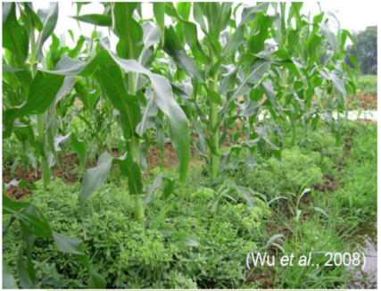 Photo d'un plant de ma&iuml;s