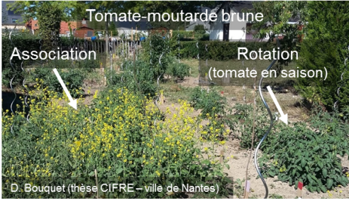 Photo d'un jardin urbain avec des plants de Tomates et de Moutarde brune.